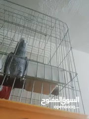  4 بغبغاء كاسكو