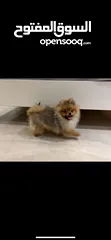  1 Pomeranian male 6 month tee cup