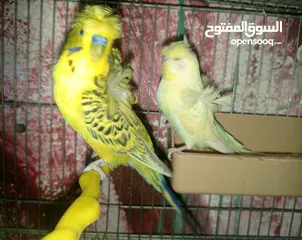  2 جواز حب مشكله