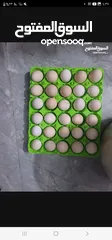  2 بيض بلدي للبيع