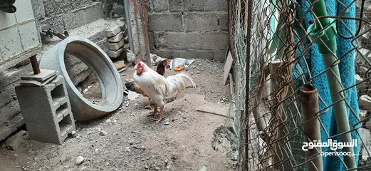  3 دجاج للبيع اسود وبيض وكو واحد مخطط بصفر وسود