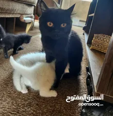  7 قطه وولادها 3 ابيض 1 اسود ذكور عمر 2 اسبوع
