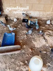  4 متاح سبع جواز زواجل ومراسليات