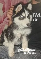  3 بدل. ع ببغاء أو عصفير بنفس القيمه شوف الوصف