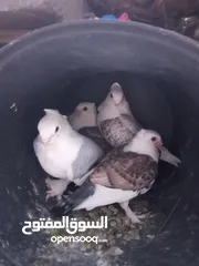  7 حمام ستالايت