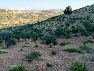  5 أرض للبيع في عنجره منطقة شمسين