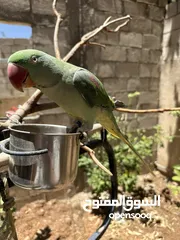  2 ببغاء كاسندرا للبيع مدرب و اليف جداً