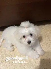  5 فرينش تيرير صغير عمره 4 شهور