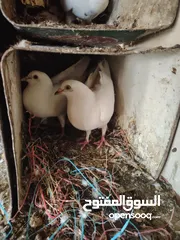  10 حمام صلاة نبي. ماشاء الله شغال