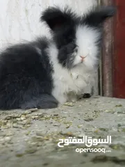  3 ارانب انجورا أصليات افراخ وكبار