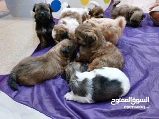  6 كلاب شيتزو ومالتيز
