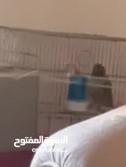  19 جوز كنيور جرين شيك هاي رد شغال للبيع  لا تتصل ألا اذا كنت بدك تشتري