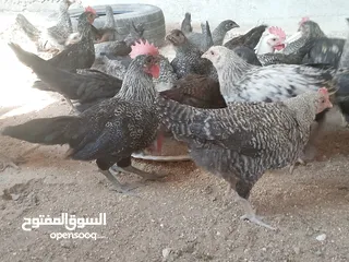  13 فراخ للبيع