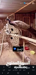  13 استراحه غزاله