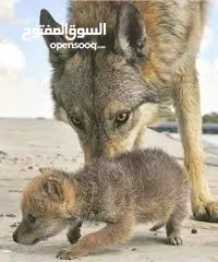  1 موجود جراء ذي ب عربي