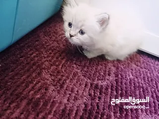  2 متوفر كيتنز مميزة