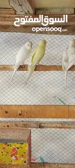  3 طيور الحب للبيع