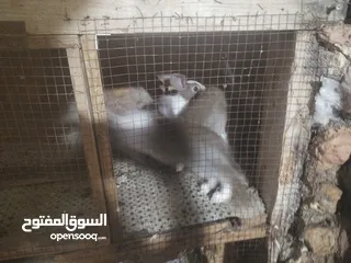  2 ارانب للبيع  كوم 8 حبات عمرهم شهرين ونص للتواصل  ع الواتس اب