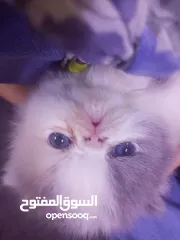  1 اناثي بيرشن لعب مستوى خرافي عمر 50يوم كلشي بالوصف
