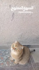  2 قطط سكوتش فولد للبيع اقرأ الوصف