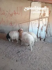  1 خرفان بلدي اضاحي