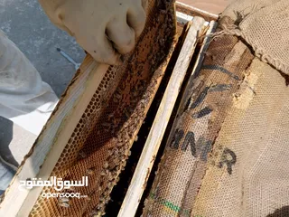  7 نحل هجين ايطالي