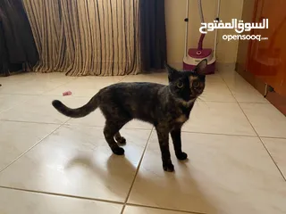  6 قطط للتبني  Cat for adoption