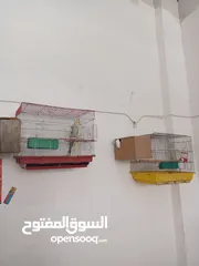  2 طيور كوكتيل بسعر حرق