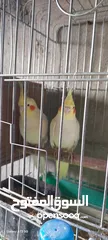  1 جوزين كوكتيل شغالات