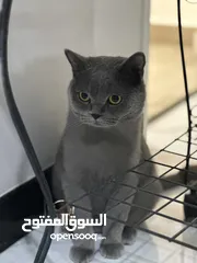  1 قط بريطاني