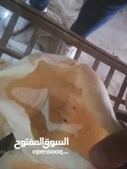  2 خباز خبز لبناني و شامي وكماج مصري أكثر من 10 سنوات خبره