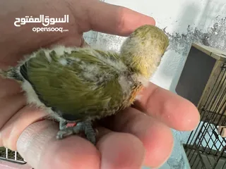  4 طيرة انجليزي رمادية ومخاليف فيش. وفراخ روز للزق اليدوي. الرجاء قراءة الوصف