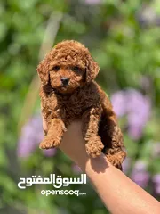  10 toy poodle T_cup now in Jordan  توي بودل تيكب بجميع الأوراق والثبوتيات والجواز والمايكرتشيب
