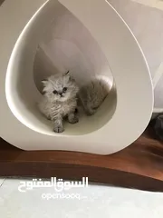  2 كتن هملايا قطط
