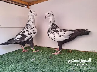  1 مطلوب هومر تايجر