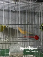  14 طيور كنار للبيع