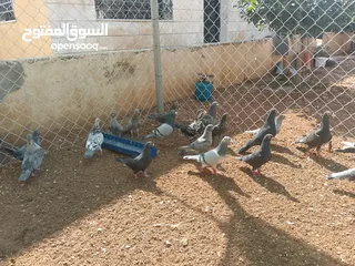  1 حمام للبيع قرقاطي