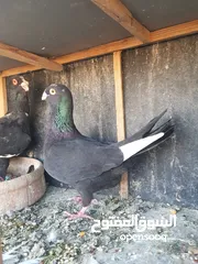  6 3 اجواز حمام شغالات للبيع