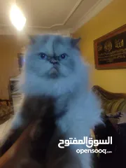  6 قططايه للبيع