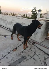  5 انثي روت وايلر