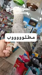  1 مطلوب ببغاء