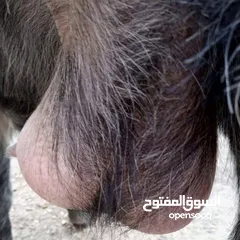  3 عنز نخب أول وراها صخله