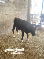  2 ثور جيرسي اصل