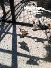  14 فراخ حمام البيع