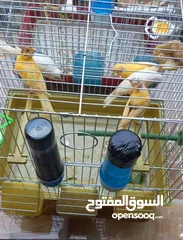  2 جوز شغالات  مخاليف عدد 5