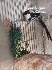  5 كناري  نشالله