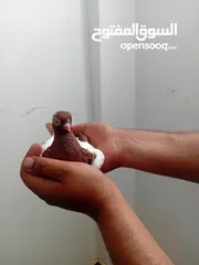  2 جوز مزهورات نخب شغالات