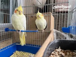  2 عصافير كوكتيل