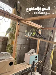  4 حب شغالات 100%