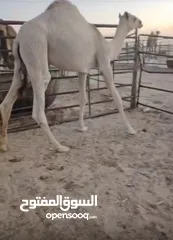  3 اغنام البراق